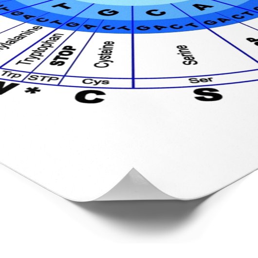 DNA-genetische code Cirkel Gene Codon aminozuur Poster (Hoek)