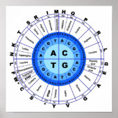 DNA-genetische code Cirkel Gene Codon aminozuur Poster (Voorkant)