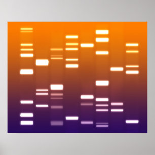 DNA-genetische code Oranje blauw Poster