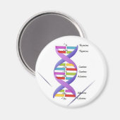 DNA-magneet Magneet (Voorkant / Achterkant)