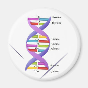 DNA Magnet