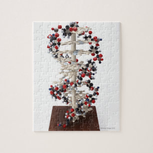 DNA-model Legpuzzel
