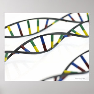 DNA-moleculen (deoxyribonucleïnezuur). Poster