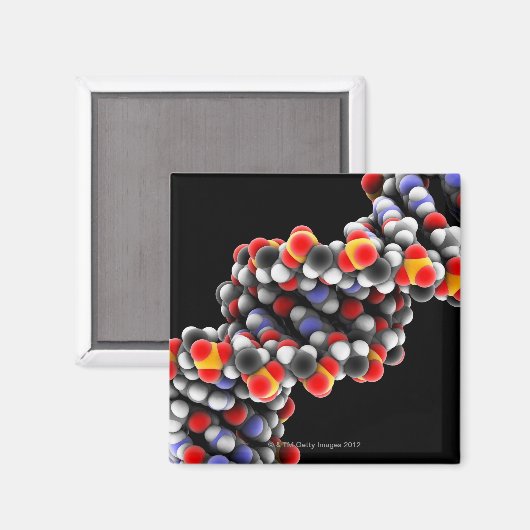 DNA-molecuul. Moleculair model van DNA Magneet (Voorkant / Achterkant)