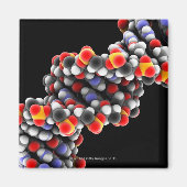 DNA-molecuul. Moleculair model van DNA Magneet (Voorkant)