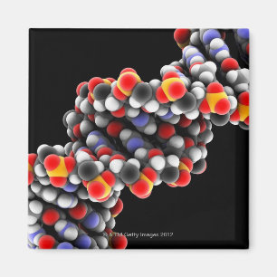 DNA-molecuul. Moleculair model van DNA Magneet
