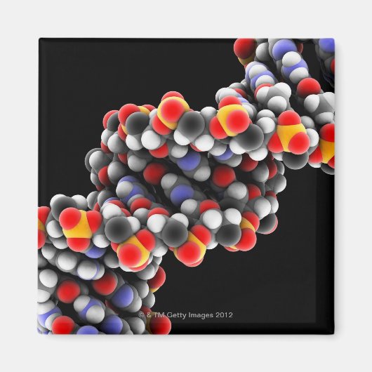 DNA-molecuul. Moleculair model van DNA Magneet (Voorkant)