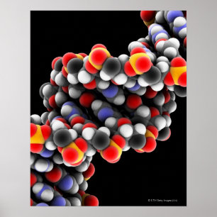 DNA-molecuul. Moleculair model van DNA Poster
