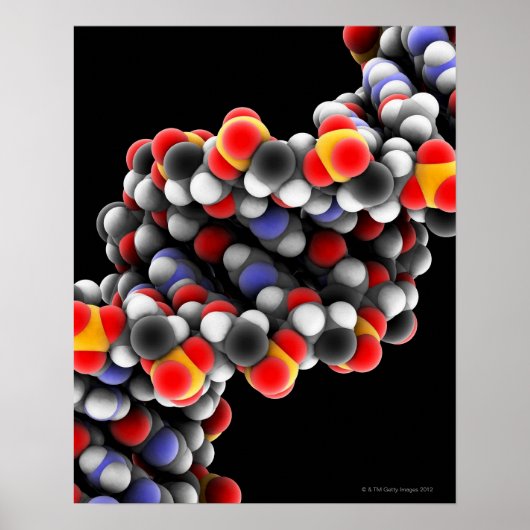 DNA-molecuul. Moleculair model van DNA Poster (Voorkant)