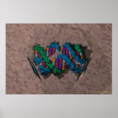 DNA Paperweight Poster (Voorkant)