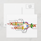 DNA-replicatie Briefkaart (Voorkant / Achterkant)
