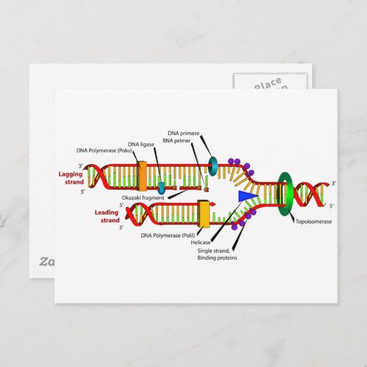 DNA-replicatie Briefkaart (Voorkant / Achterkant)