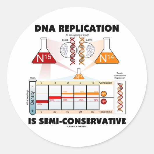 DNA-replicatie is semiconservatief Ronde Sticker (Voorkant)