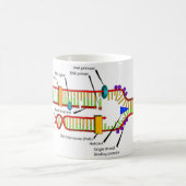 DNA-replicatie Koffiemok (Center)