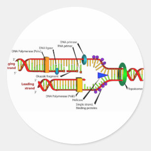DNA-replicatie Ronde Sticker