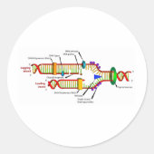 DNA-replicatie Ronde Sticker (Voorkant)