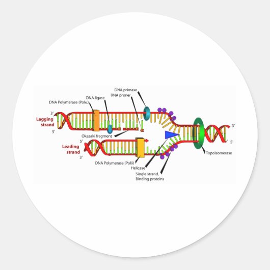 DNA-replicatie Ronde Sticker (Voorkant)