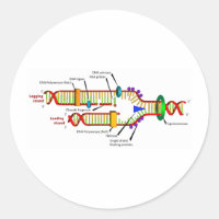 DNA-replicatie