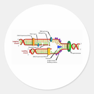 DNA-replicatie Ronde Sticker