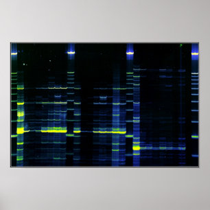 DNA-sequentie gel 1 Poster