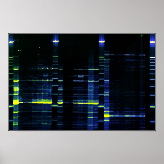 DNA-sequentie gel 1 Poster (Voorkant)