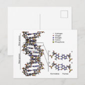 DNA-structuur Deoxyribonucleïnezuur basendiagram Briefkaart (Voorkant / Achterkant)