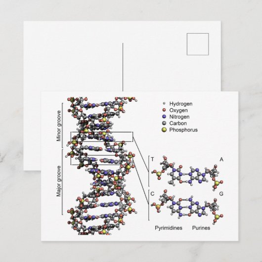 DNA-structuur Deoxyribonucleïnezuur basendiagram Briefkaart (Voorkant / Achterkant)
