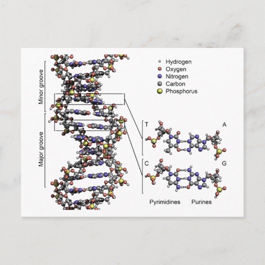 DNA-structuur Deoxyribonucleïnezuur basendiagram Briefkaart (Voorkant)