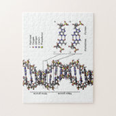 DNA-structuur Deoxyribonucleïnezuur basendiagram Legpuzzel (Verticaal)