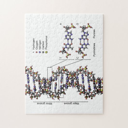 DNA-structuur Deoxyribonucleïnezuur basendiagram Legpuzzel (Verticaal)