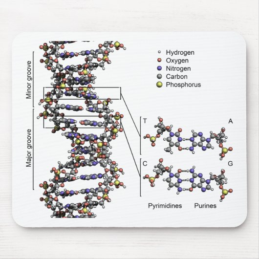 DNA-structuur Deoxyribonucleïnezuur basendiagram Muismat (Voorkant)