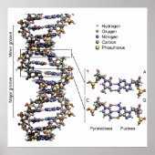 DNA-structuur Deoxyribonucleïnezuurbasen Poster (Voorkant)
