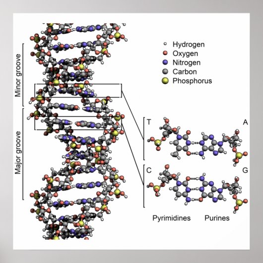 DNA-structuur Deoxyribonucleïnezuurbasen Poster (Voorkant)