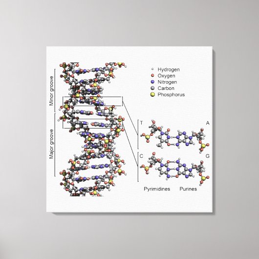 DNA-structuur Desoxyribonucleïnezuur Basen Diagram Canvas Afdruk (Voorkant)