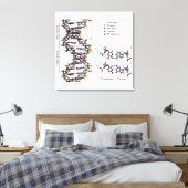 DNA-structuur Desoxyribonucleïnezuur Basen Diagram Canvas Afdruk (Insitu (Slaapkamer))