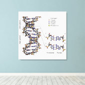 DNA-structuur Desoxyribonucleïnezuur Basen Diagram Canvas Afdruk (Insitu (Houten vloer))