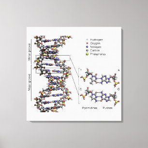 DNA-structuur Desoxyribonucleïnezuur Basen Diagram Canvas Afdruk