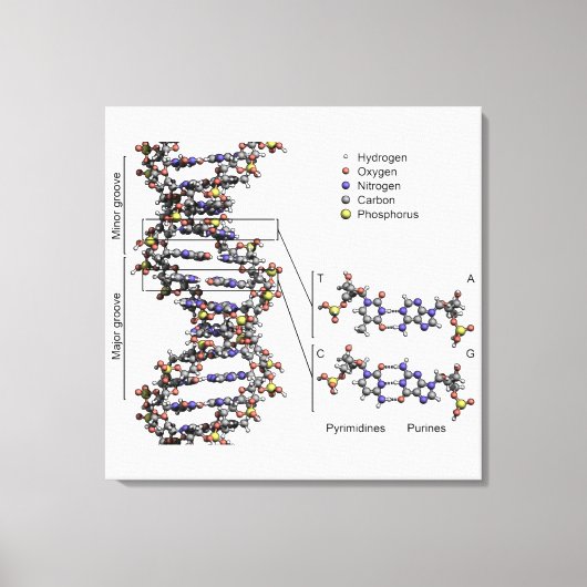 DNA-structuur Desoxyribonucleïnezuur Basen Diagram Canvas Afdruk (Voorkant)