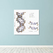 DNA-structuur Desoxyribonucleïnezuur Basen Diagram Canvas Afdruk (Insitu (Houten vloer))