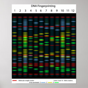 DNA-vingerafdrukPoster Poster
