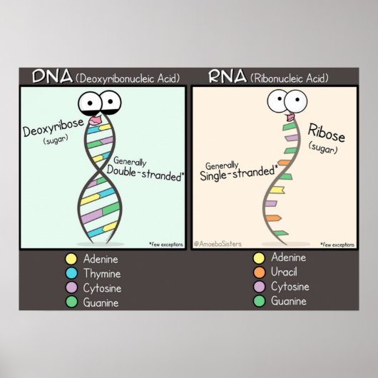 DNA vs RNA Poster (Voorkant)