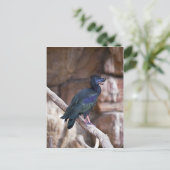 Dobbibis Briefkaart (Staand voorkant)