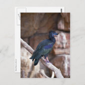 Dobbibis Briefkaart (Voorkant / Achterkant)