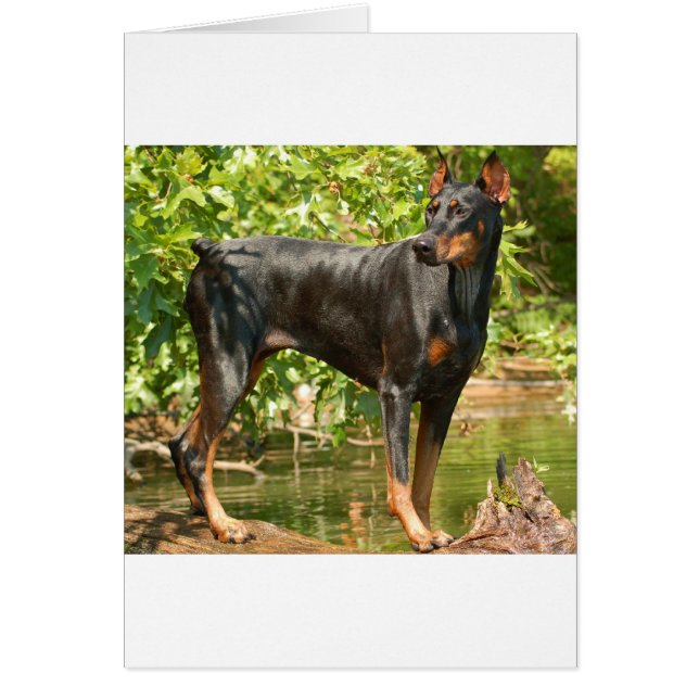 Doberman (Voorkant)