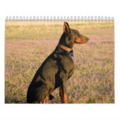 Doberman Calendar Kalender (Hoes)