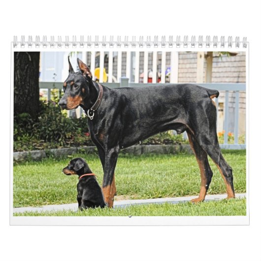Doberman Calendar Kalender (Hoes)