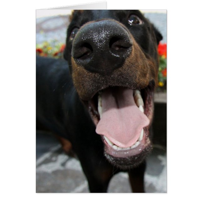 doberman-close up.png (Voorkant)