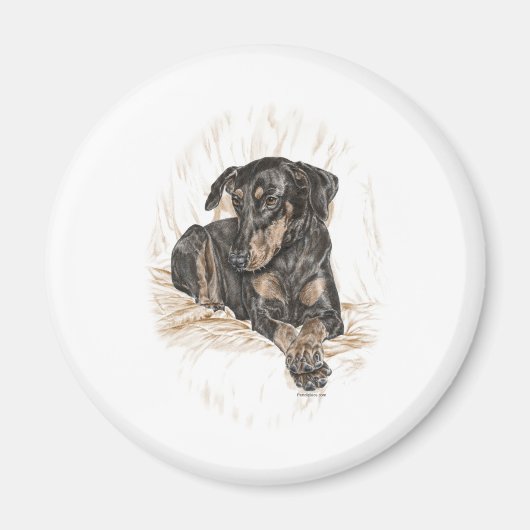 Doberman Dog Natural Ears Magneet (Voorkant)
