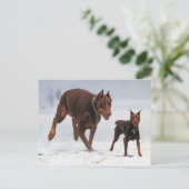 Doberman en Min Pin - KIJK! Een mini voor mij! Briefkaart (Staand voorkant)