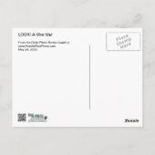 Doberman en Min Pin - KIJK! Een mini voor mij! Briefkaart (Achterkant)